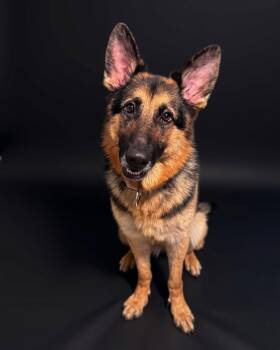 BEE -  German Shepherd Dog Dog for Adoption in Media, Pennsylvania - BEE | PetCurious