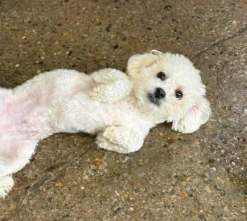 Bichon Frise Dogs Available for Adoption in Warren, Michigan - Milo | PetCurious
