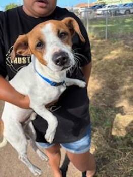 Parson Russell Terrier and Mixed Breed Dogs Available for Adoption - Asahi | PetCurious