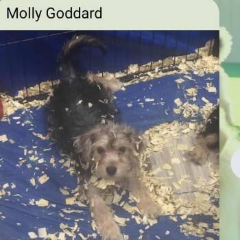 Rescue Yorkshire Terrier Dogs for Adoption in Oswego, Illinois - Molly Goddard | PetCurious