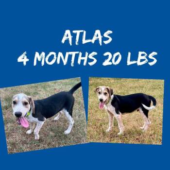 Atlas -  Hound and Mixed Breed Dog for Adoption in Partlow, Virginia - Atlas | PetCurious
