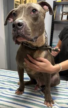 Rescue Mixed Breed Dogs for Adoption in Saint Francisville, Louisiana - Frank | PetCurious