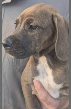 Hound Dogs Available for Adoption in Sterling, Massachusetts - Jazz 10 Weeks AVAIL 4/22 | PetCurious