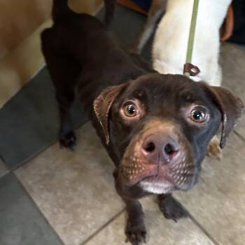 Jelly -  Mixed Breed Dog Available for Adoption in Chattanooga, Tennessee - Jelly | PetCurious