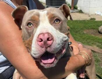 Timber -  Pit Bull Terrier Dog for Adoption in Euclid, Ohio - Timber | PetCurious
