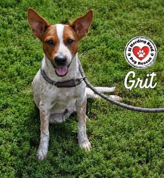 Grit -  Cattle Dog Dog for Adoption in Joliet, Illinois - Grit | PetCurious