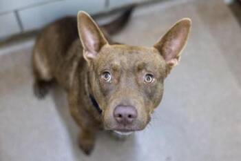 Wendy -  Shepherd and Mixed Breed Dog for Adoption in Golden Valley, Minnesota - Wendy | PetCurious