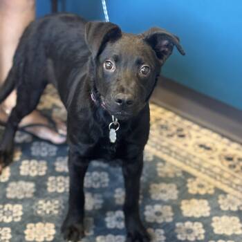 Rescue Labrador Retriever Dogs for Adoption in Sonora, California - Hunter | PetCurious