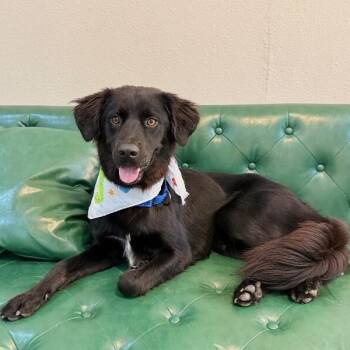 Rocket Adventure Pup -  Border Collie and Golden Retriever Dog for Adoption in Friendswood, Texas - Rocket Adventure Pup | PetCurious