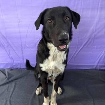 Briar -  Labrador Retriever and Border Collie Dog for Adoption in Chickasha, Oklahoma - Briar | PetCurious