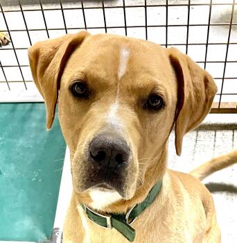 Rescue Rhodesian Ridgeback and Labrador Retriever Dogs for Adoption in Headland, Alabama - CLYDE | PetCurious