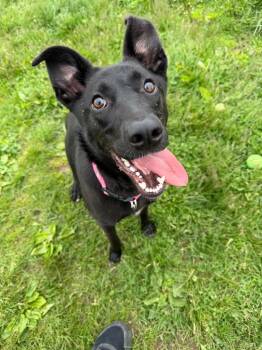 Shepherd Dogs Available for Adoption in Pierceton, Indiana - Astrid | PetCurious
