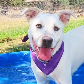 Pabst -  Pit Bull Terrier and Mixed Breed Dog for Adoption in Wadena, Minnesota - Pabst | PetCurious