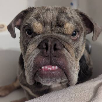 Rescue English Bulldog Dogs for Adoption in Romeoville, Illinois - Momo | PetCurious
