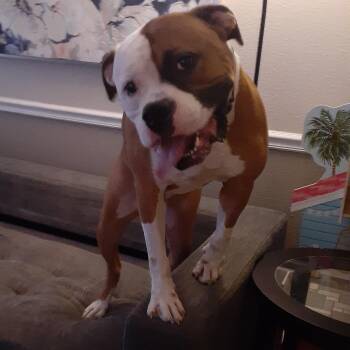 American Bulldog Dogs Available for Adoption - Kai | PetCurious