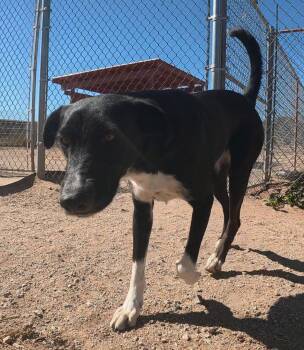 Border Collie Dogs Available for Adoption - Sheri | PetCurious