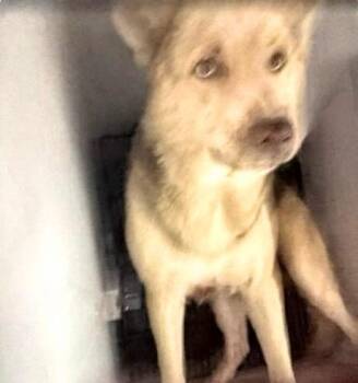 A658701 -  German Shepherd Dog Dog for Adoption in Houston, Texas - A658701 | PetCurious