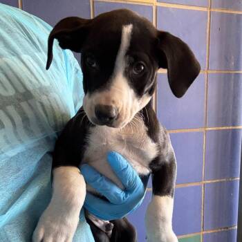 Labrador Retriever Dogs Available for Adoption - Skip | PetCurious