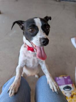 Daisy -  Rat Terrier Dog for Adoption in Plano, Texas - Daisy | PetCurious
