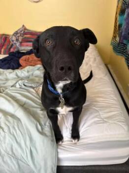 Qwani (Courtesy Post) -  Pit Bull Terrier Dog for Adoption in Oswego, New York - Qwani (Courtesy Post) | PetCurious