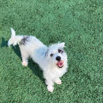 Pixar -  Terrier and Mixed Breed Dog for Adoption in San Francisco, California - Pixar | PetCurious