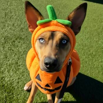 Meet RORY - 1 yr old female mixed breed, lots of fun -  Mixed Breed Dog for Adoption in Clifton, New Jersey - Meet RORY - 1 Yr Old Female Mixed Breed, Lots Of Fun | PetCurious