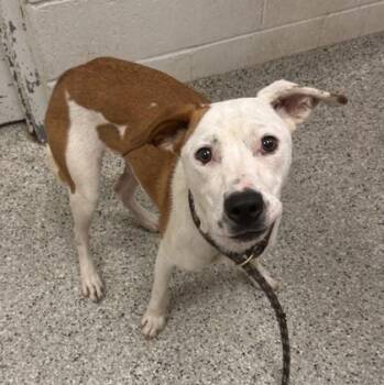 Romy -  Mixed Breed Dog for Adoption in Kansas City, Missouri - Romy | PetCurious