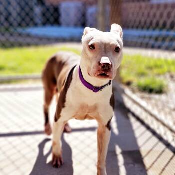 Mixed Breed Dogs Available for Adoption - Selena 1512 | PetCurious