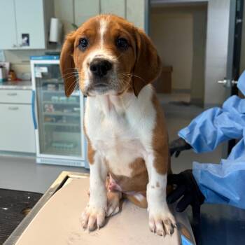 Biscuit -  Mixed Breed Dog for Adoption in Huntington, West Virginia - Biscuit | PetCurious