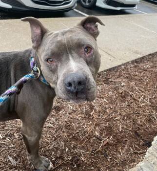 Picasso -  Pit Bull Terrier Dog for Adoption in Merrillville, Indiana - Picasso | PetCurious