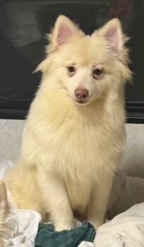 Rescue Pomeranian Dogs for Adoption in Crossville, Tennessee - Rowan | PetCurious