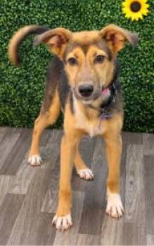Travis -  Mixed Breed Dog for Adoption in Chesapeake, Virginia - Travis | PetCurious