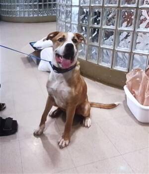 LOGAN -  American Staffordshire Terrier and Mixed Breed Dog for Adoption - LOGAN | PetCurious