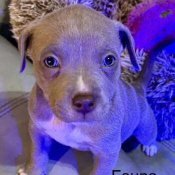 American Bully Dogs Available for Adoption - Fauna | PetCurious