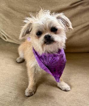 Rescue Brussels Griffon Dogs for Adoption in Monroe, North Carolina - Ginger | PetCurious