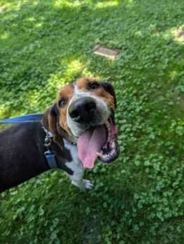 Wyatt -  English Coonhound Dog for Adoption in Williamsport, Pennsylvania - Wyatt | PetCurious