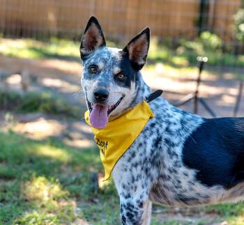 Archer -  Australian Cattle Dog Blue Heeler Dog for Adoption in Tyler, Texas - Archer | PetCurious