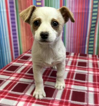 Border Collie Dogs Available for Adoption in Elko, Nevada - 60992424 | PetCurious