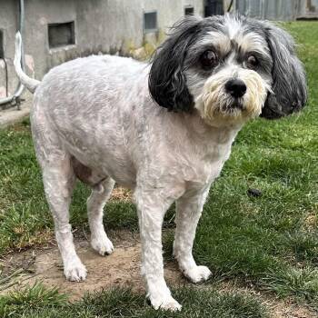 Havanese Dogs Available for Adoption in Los Angeles, California - Eddie | PetCurious