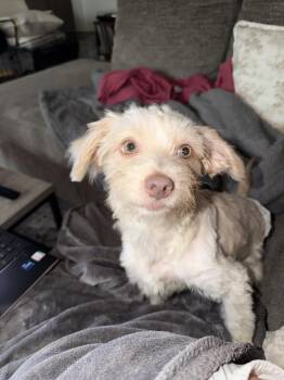 Willow Barton -  Maltese and Shih Tzu Dog for Adoption in Holly Springs, North Carolina - Willow Barton | PetCurious
