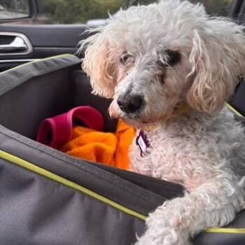 Cheer 14473 -  Miniature Poodle Dog for Adoption in San Francisco, California - Cheer 14473 | PetCurious