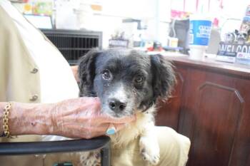 Border Collie and Mixed Breed Dogs Available for Adoption in Pahrump, Nevada - Boots | PetCurious