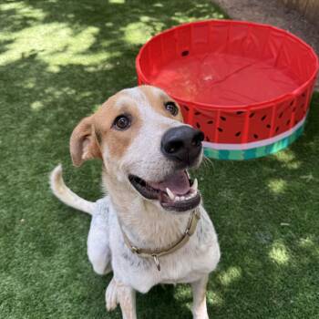 Rescue Australian Shepherd and Bluetick Coonhound Dogs for Adoption in Dallas, Texas - Charlie | PetCurious