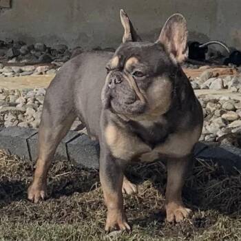 French Bulldog Dogs Available for Adoption - Tater Tot | PetCurious