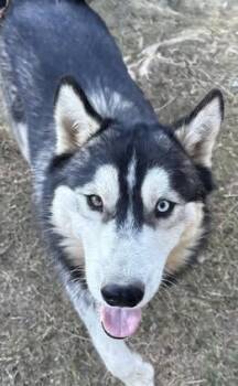 Rescue Husky Dogs for Adoption in Calera, Alabama - Blue | PetCurious