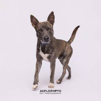 Shepherd and Mixed Breed Dogs Available for Adoption in Tampa, Florida - Ryker 2 | PetCurious