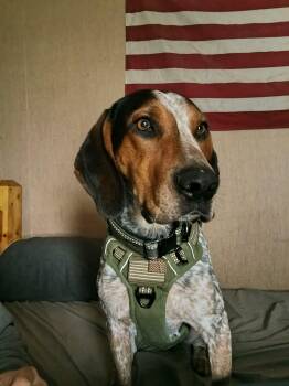 Mack -  Bluetick Coonhound Dog for Adoption in Clinton, Michigan - Mack | PetCurious