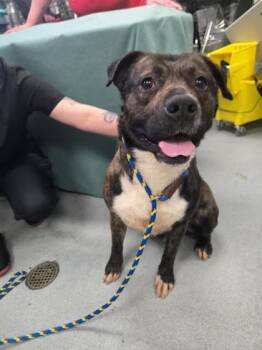 Pit Bull Terrier and Mixed Breed Dogs Available for Adoption - Winchester | PetCurious