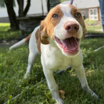 Jack -  Spaniel and Beagle Dog for Adoption in Latrobe, Pennsylvania - Jack | PetCurious