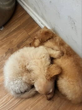 Rescue Poodle and Bichon Frise Dogs for Adoption in San Diego, California - Milo & Otis | PetCurious